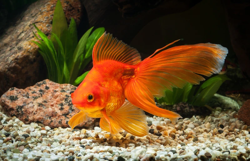 Ornamental Fish Breeding